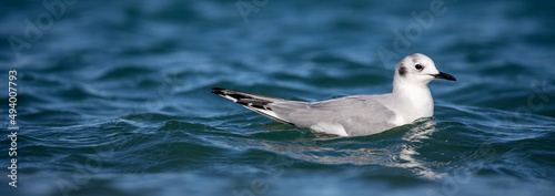 Seagull in the Ocean
