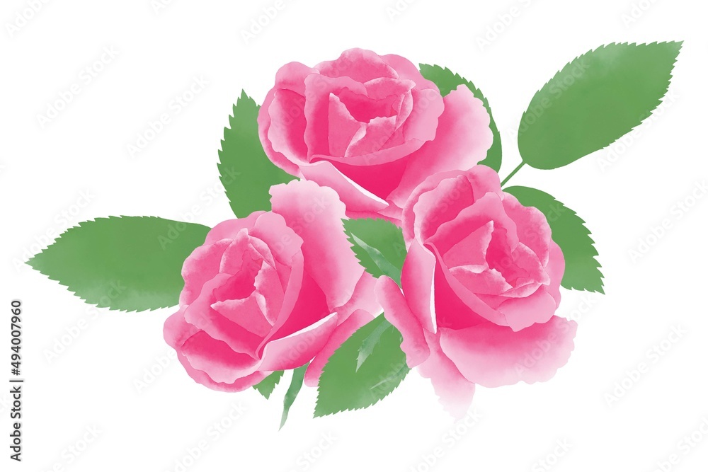 Lovely pink watercolor roses bud and green leaves Lovely pink watercolor roses bud and green leaves