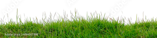 Short green grass and reeds isolated on white background with copy space. © Nudphon