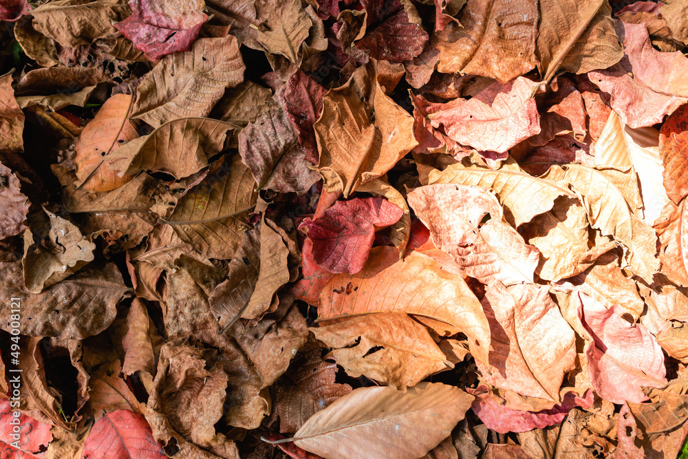 Background of stack dry leaves on ground Background of stack dry leaves on ground