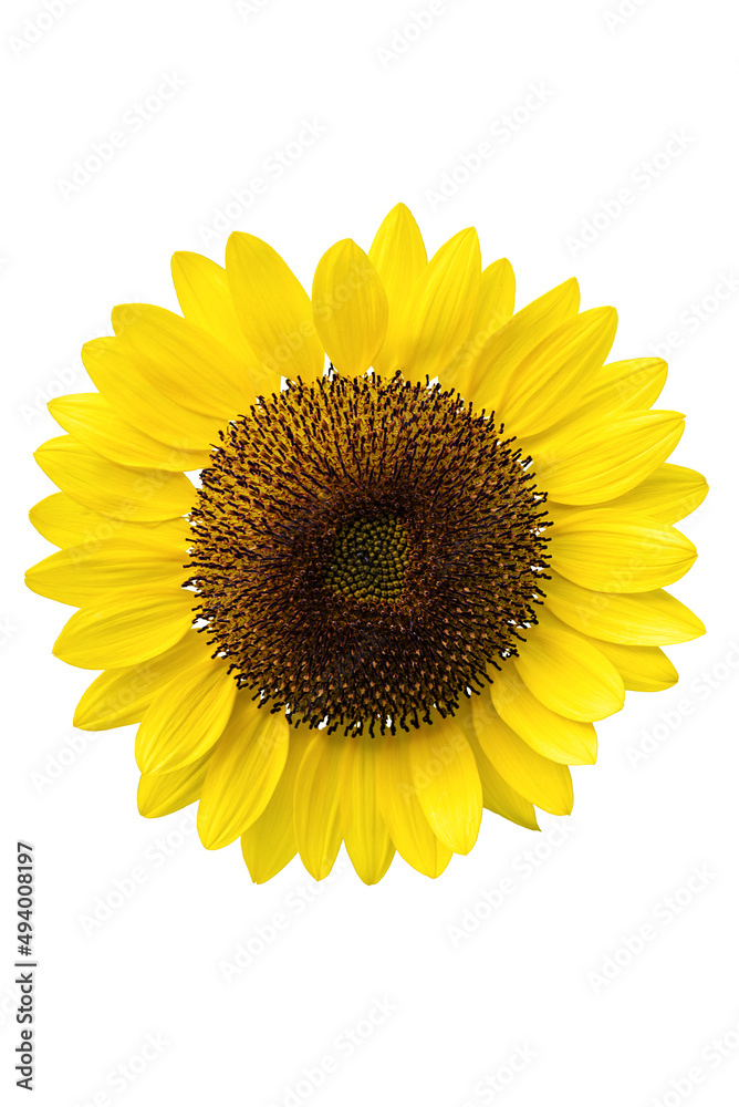 Fototapeta premium Sunflower isolated on white background