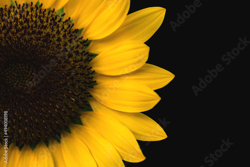 Sunflower isolated on black background