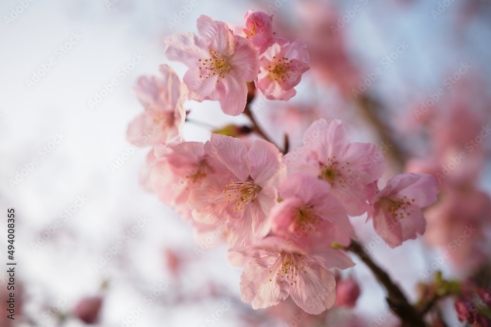 Fototapeta premium 桜