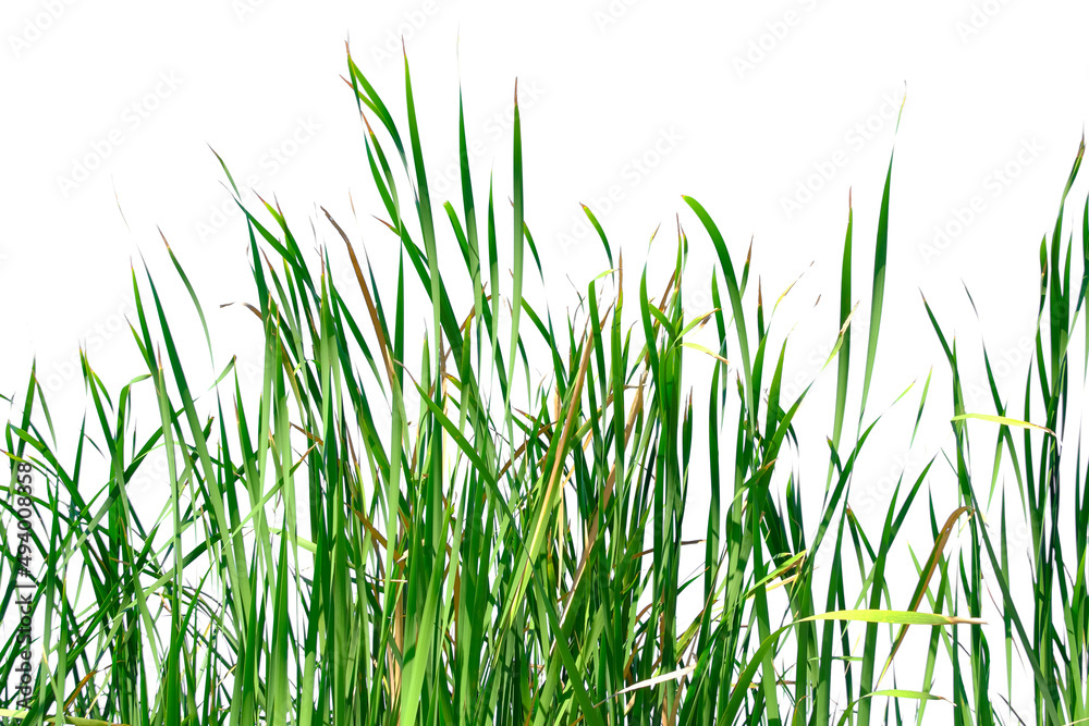 Fototapeta premium Long green grass and reeds isolated on white background with copy space