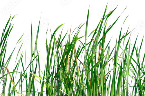 Long green grass and reeds isolated on white background with copy space © Nudphon
