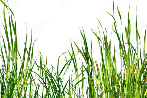 Long green grass and reeds isolated on white background with copy space