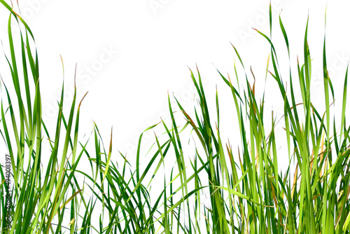 Long green grass and reeds isolated on white background with copy space