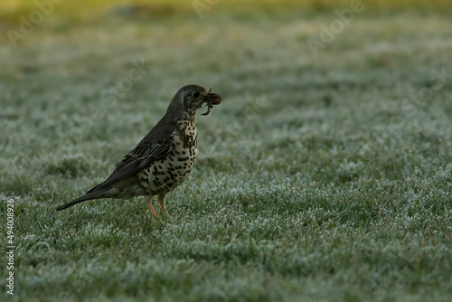 Closeup of a beautiful Mistle Thrush in a field on a sunny day photo