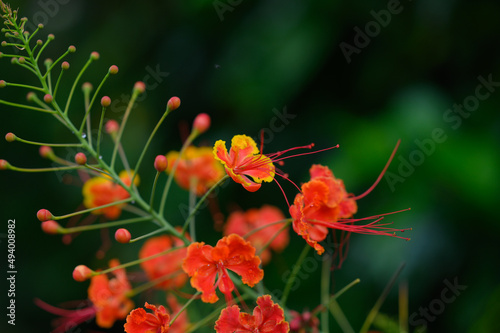 Mexican Bird of paradise flower, Caesalpinia pulcherrima also called Poinciana