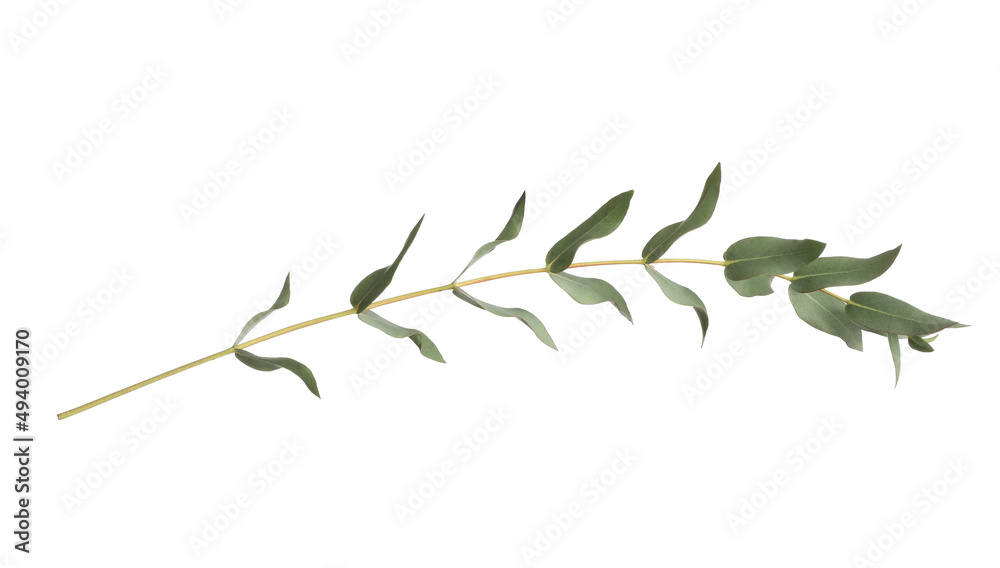 Eucalyptus branch with fresh leaves isolated on white