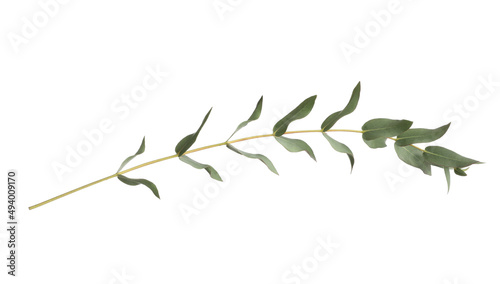 Eucalyptus branch with fresh leaves isolated on white