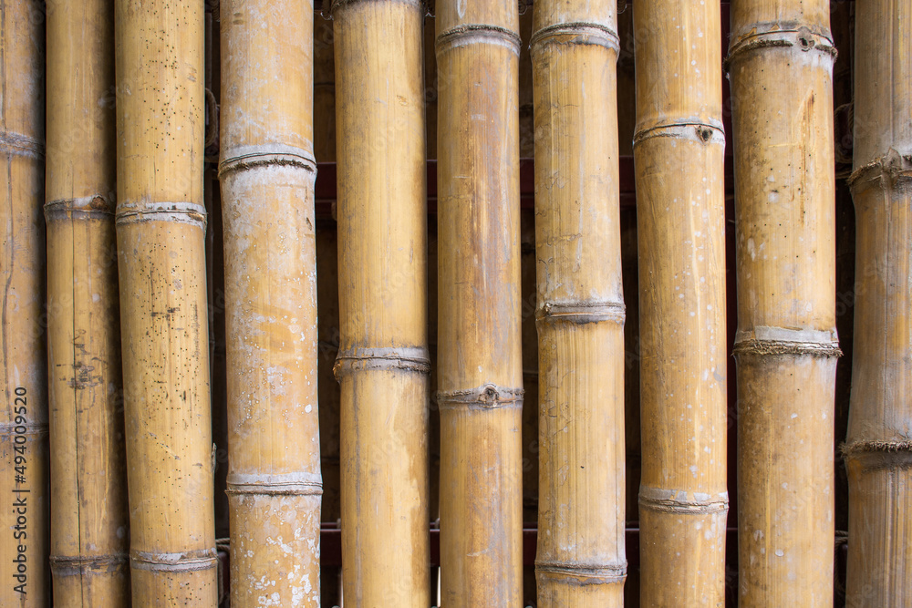 Bamboo wall texture background. Bamboo fence background. Bamboo stick pattern Bamboo wall texture background. Bamboo fence background. Bamboo stick pattern