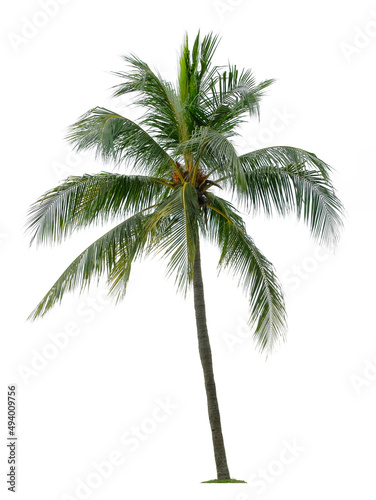 Beautiful coconut palm tree isolated on white background. Suitable for use in architectural design or Decoration work. © Nudphon