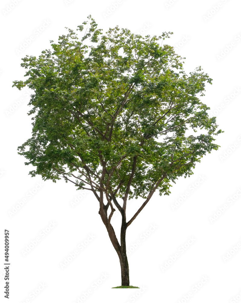 Beautiful tree isolated on white background. Suitable for use in architectural design or Decoration work. Beautiful tree isolated on white background. Suitable for use in architectural design or Decoration work.