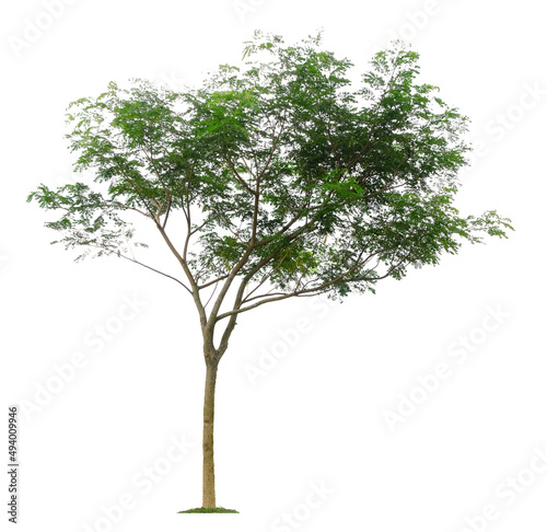 Beautiful tree isolated on white background. Suitable for use in architectural design or Decoration work. © Nudphon