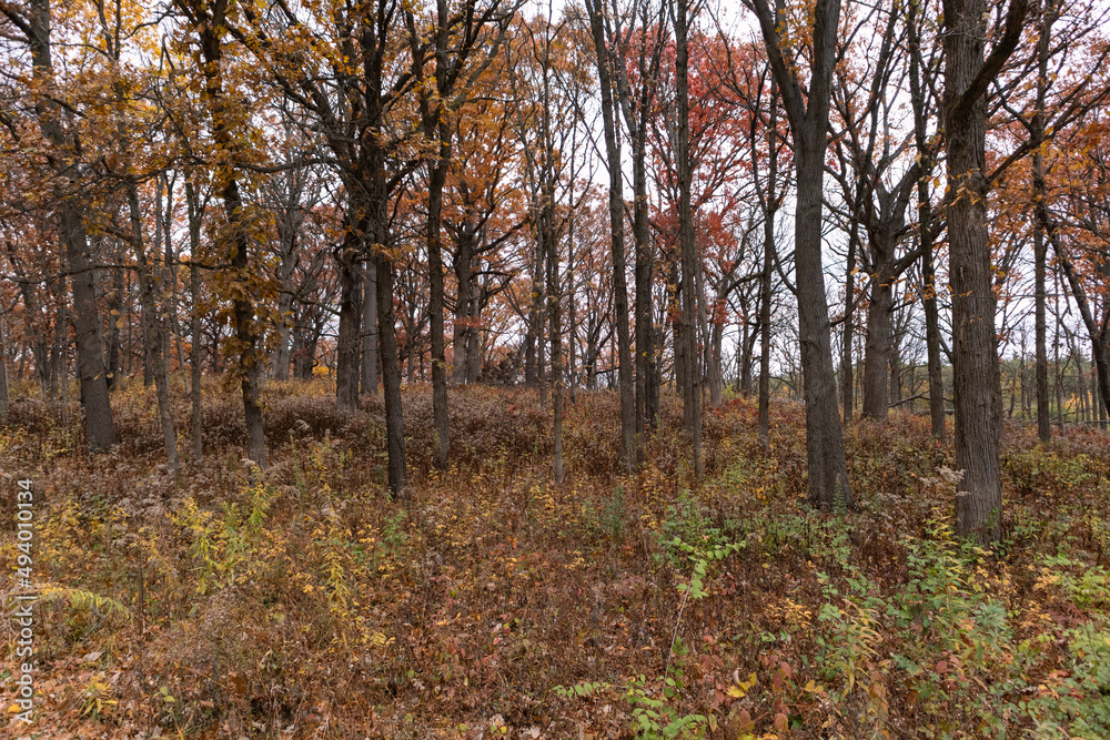 Fototapeta premium Colorful Trees and Plants at Waterfall Glen Forest Preserve in Lemont Illinois during Autumn