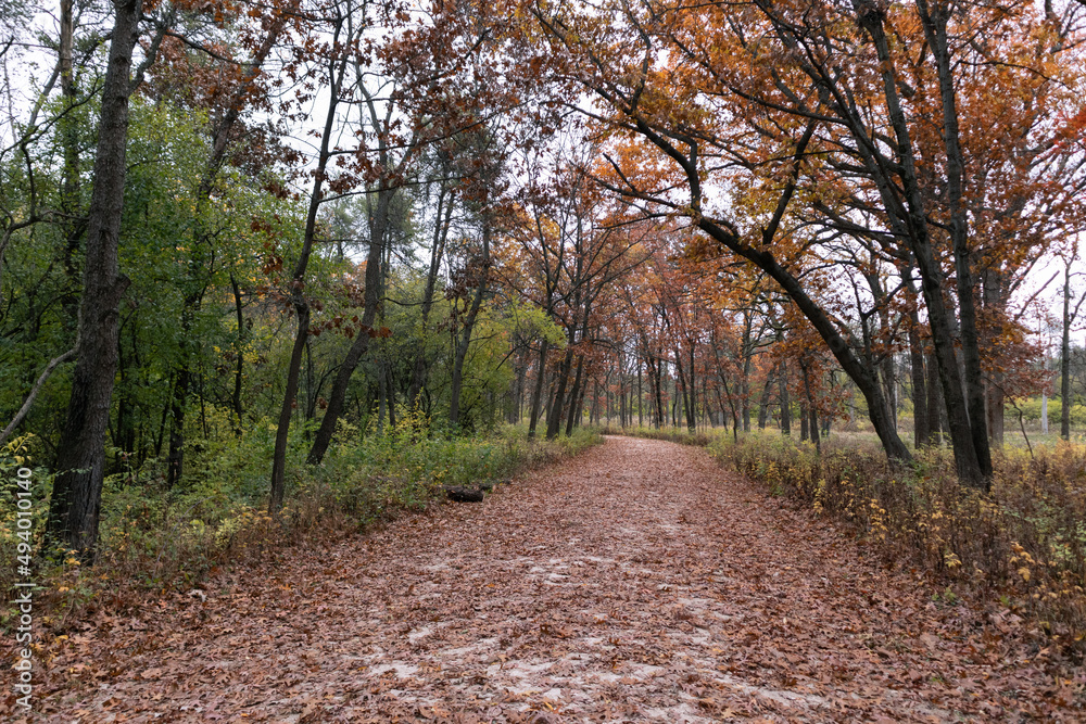 Empty Trail Covered with Leaves and Lined with Colorful Trees during Autumn at the Waterfall Glen Forest Preserve in Lemont Illinois Empty Trail Covered with Leaves and Lined with Colorful Trees during Autumn at the Waterfall Glen Forest Preserve in Lemont Illinois