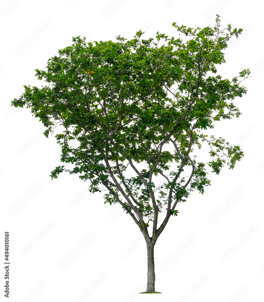 Beautiful tree isolated on white background. Suitable for use in architectural design or Decoration work. Beautiful tree isolated on white background. Suitable for use in architectural design or Decoration work.