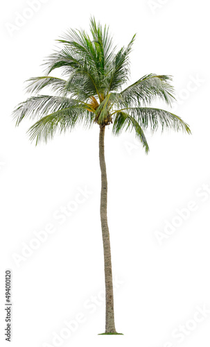 Beautiful coconut palm tree isolated on white background. Suitable for use in architectural design or Decoration work.