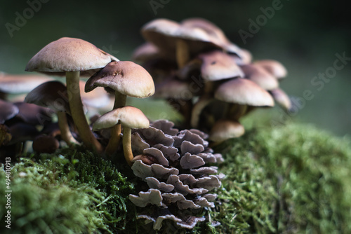 Closeup of forest mushrooms in grass, autumn season. little fresh mushrooms, growing in Autumn Forest. mushrooms and leafs in forest.