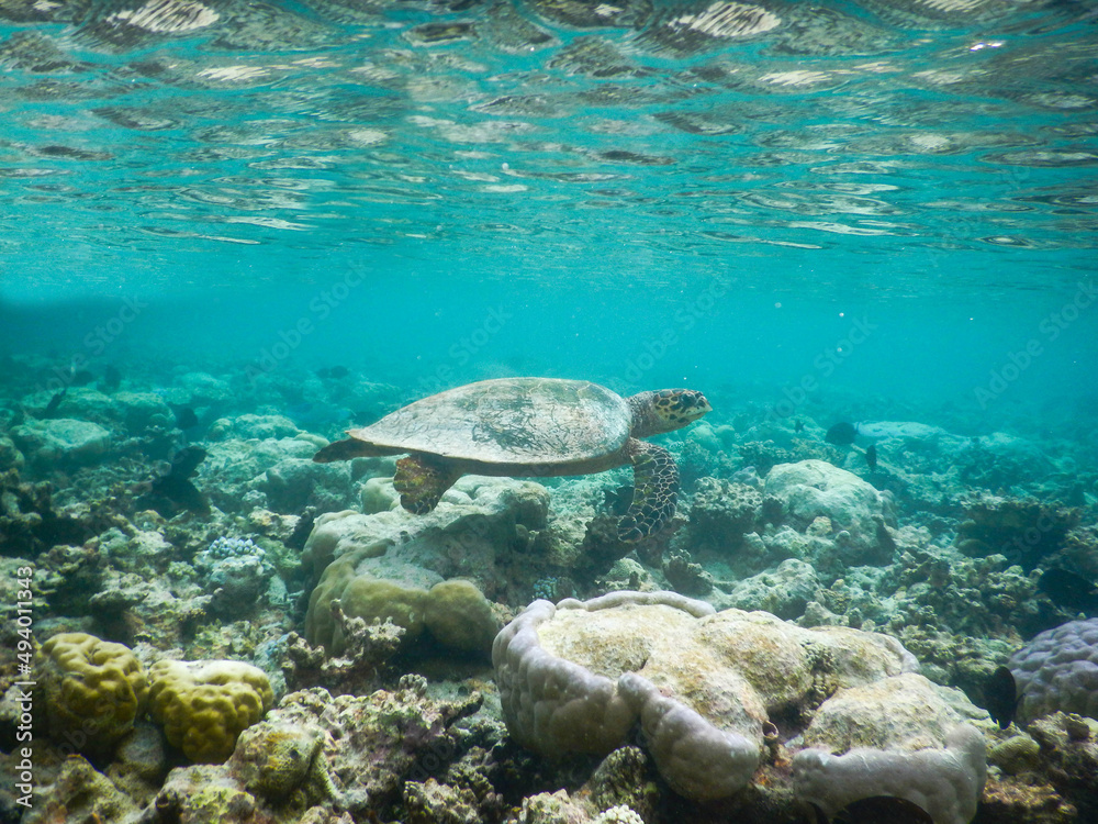 Fototapeta premium sea turtle swimming under the tropical sea