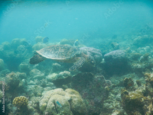 sea turtle swimming under the tropical sea