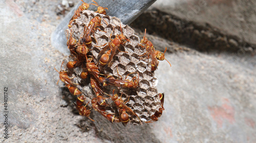 Closeup shot of a red paper wasp swarm outdoors on the ground photo