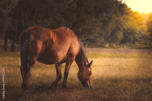 Beautiful brown Greater Poland thoroughbred horse on a sunny meadow  horse in the meadow  horse in the pasture  portrait