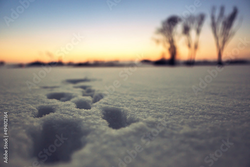 animal footprints in the snow at sunset © Joachim Hofmann 
