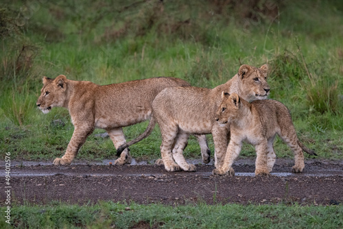 lion cubs in the rain