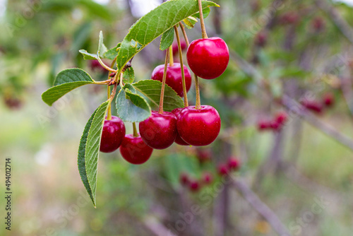 Fotografia Sour cherry berries hanging on the tree branch
