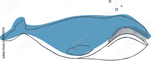 North Atlantic Right Whale Sketch Illustration