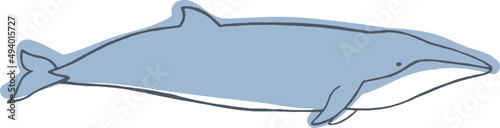 Whale Sketch Hand Drawn Illustration