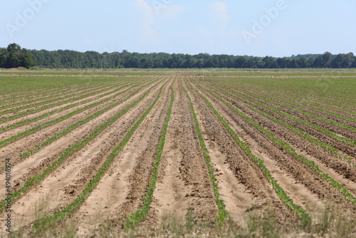 Crop rows