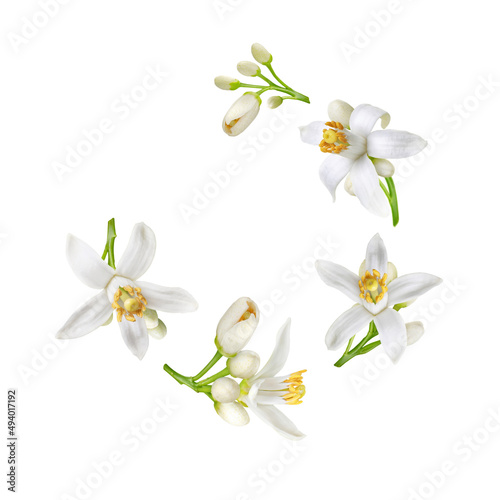 Fototapeta Naklejka Na Ścianę i Meble -  Spiral flying heap of neroli white flowers and buds isolated on white