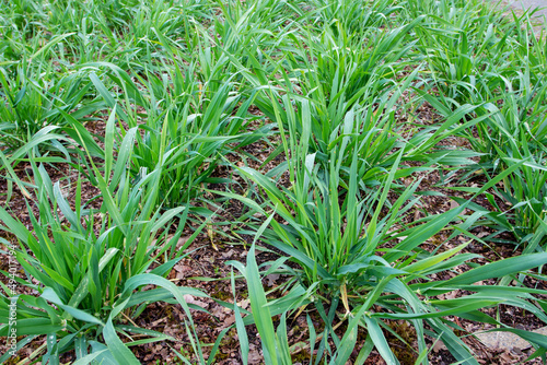 Foto Common barley plants in the tillering stage.