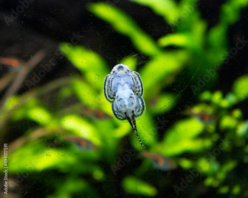 Macro shot of a gastromyzon fish stuck on an aquarium glass photo