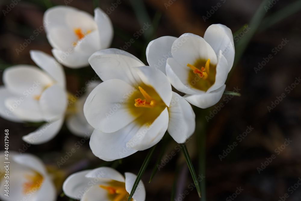 White crocus flowers in the spring. White crocus flowers in the spring.