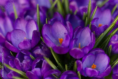 Purple crocuses in the spring.
