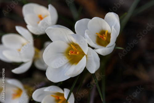 White crocus flowers in the spring.