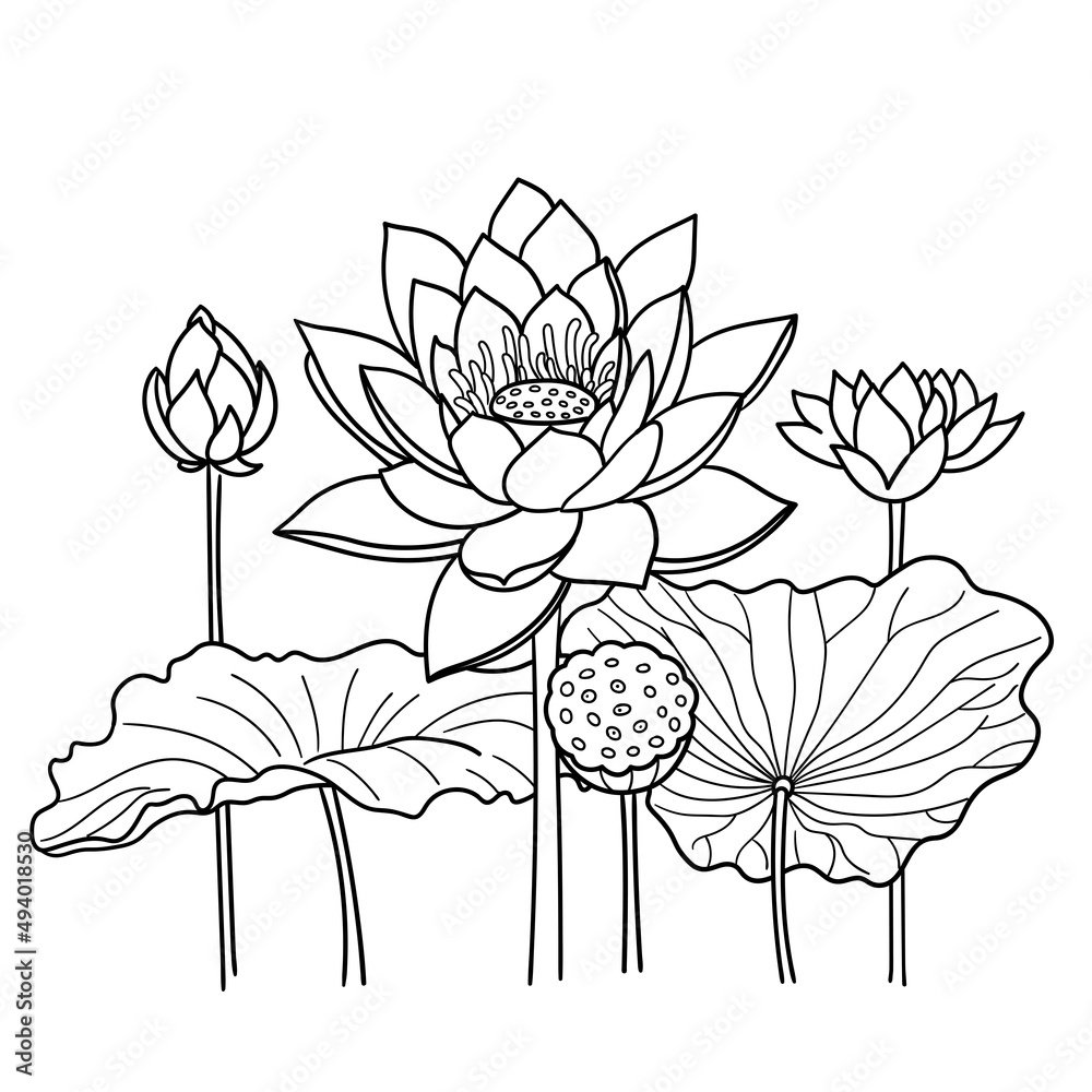 lotus. Water lilies. Vector cartoon illustration Line style. Isolated