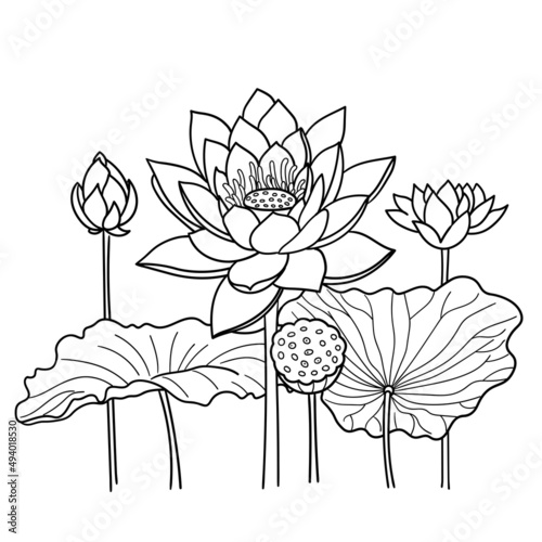 lotus. Water lilies. Vector cartoon illustration Line style. Isolated on white background.