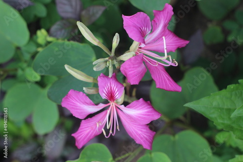Closeup view of blooming bauhinia purpurea is a flowering plant with common names include orchid tree  purple bauhinia  camel s foot  butterfly tree and Hawaiian orchid tree