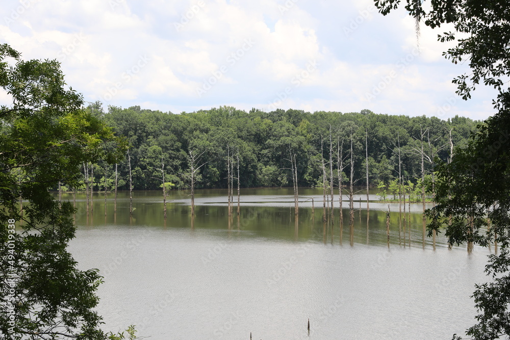 Obraz premium lake in the forest