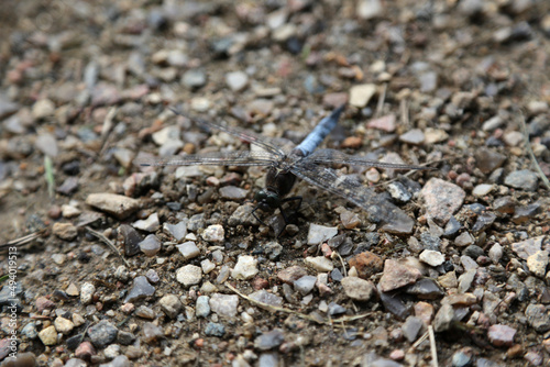 Blaue Libelle auf einem Steinigen Boden 