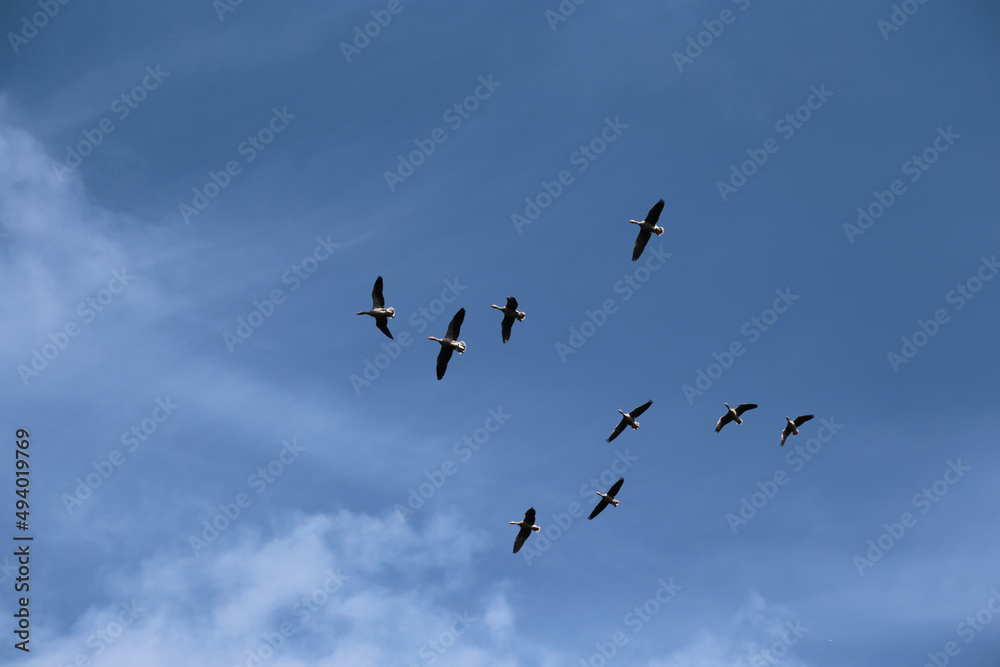 Zugvögel am Blauen Himmel im Frühling