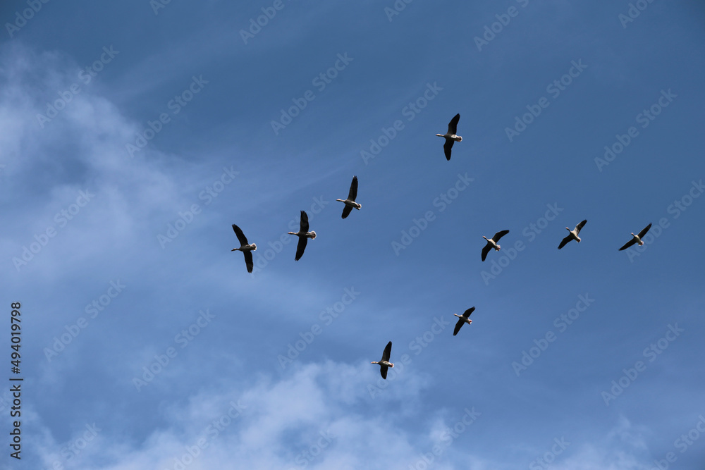 Zugvögel am Blauen Himmel im Frühling