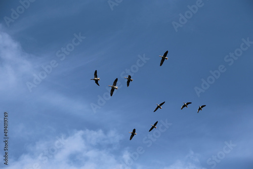 Zugvögel am Blauen Himmel im Frühling © klaus
