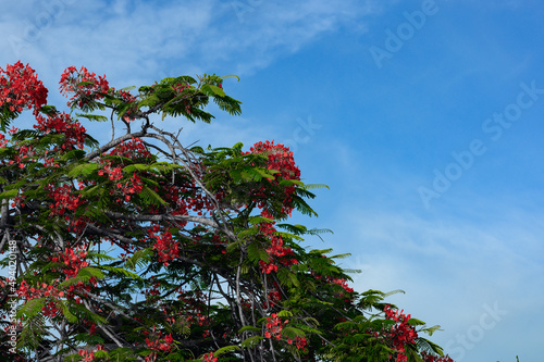 The photo shows an exotic Tahiti Poinciana flowers. It grows on Caribbean island