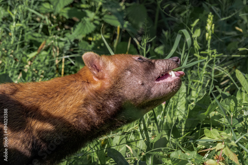 Bush Dog (Speothos venaticus) photo